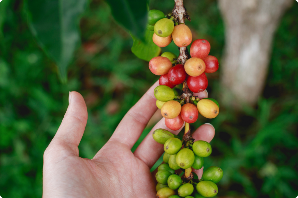 Microlot koffie