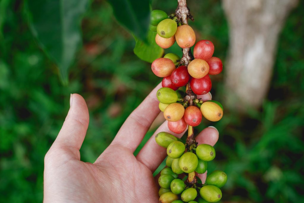 microlot koffie